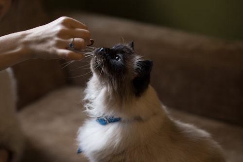 11 Things Humans Do That Cats Dislike