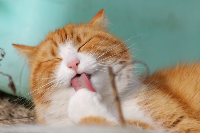 11 Things Humans Do That Cats Dislike