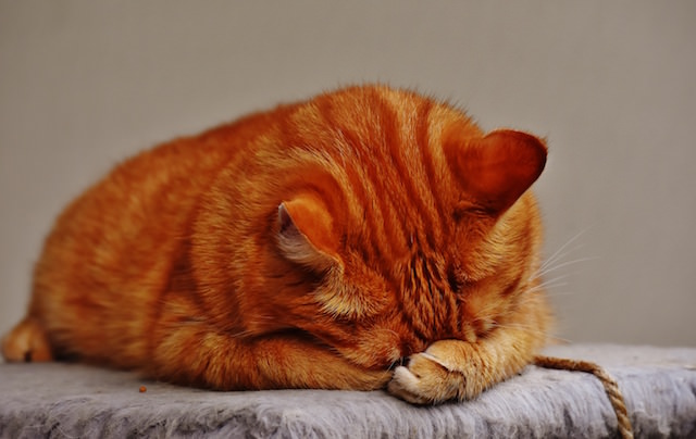 11 Things Humans Do That Cats Dislike