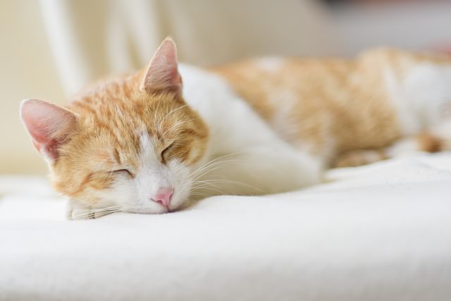 Ask A Vet Why Does My Cat Sleep All Day?
