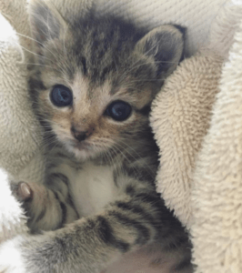 Foster Kitten Who Defied Death Learns The Ropes From Her Dog Friend