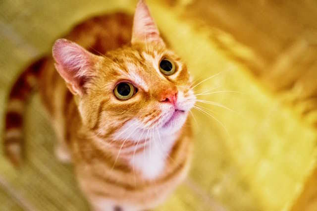 orange tabby cat images