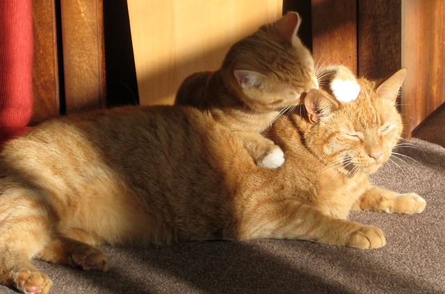 orange cat tabby