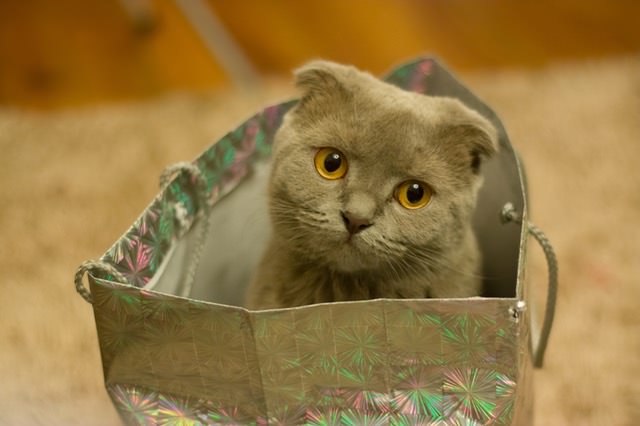6 tipů, jak snížit stres vaší kočky během stěhování