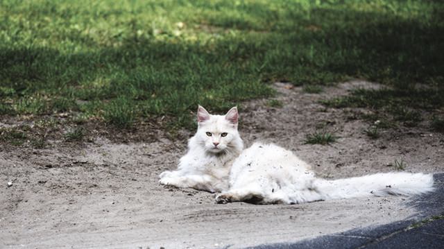 De 3 meest voorkomende vormen van kanker bij katten