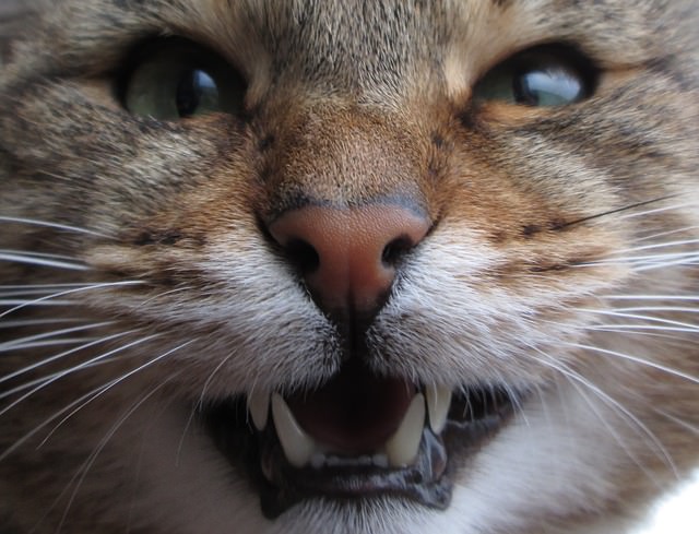 Ask A Vet: Do I Really Need To Brush My Cat's Teeth?