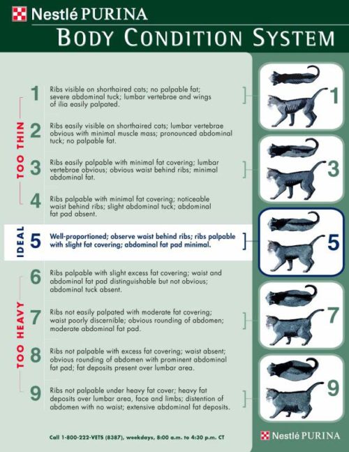 Nestle Purina Body Condition Score