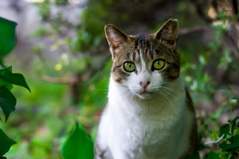 5-misconceptions-about-feral-cats-iheartcats