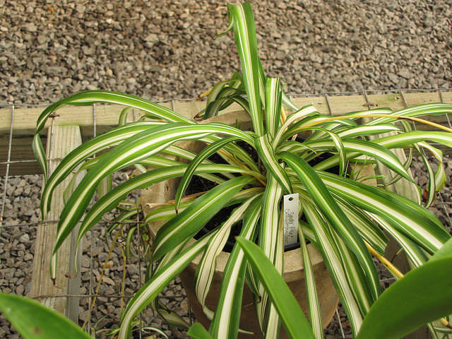  Spider Plant Dogs for Living room