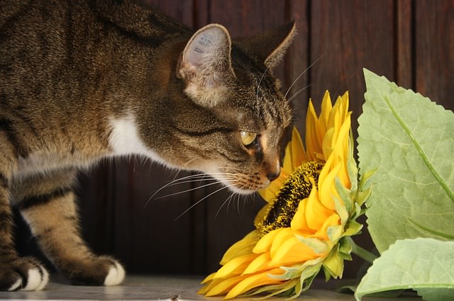 Common Poisonous Plants For Cats