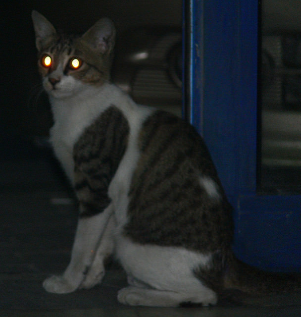 Ever Wonder Why Your Cat's Eyes Glow In Pictures?