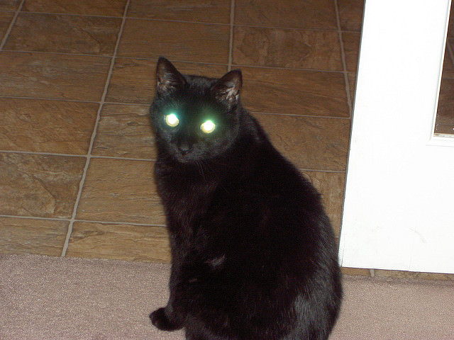 Ever Wonder Why  Your Cat s  Eyes  Glow  In Pictures 