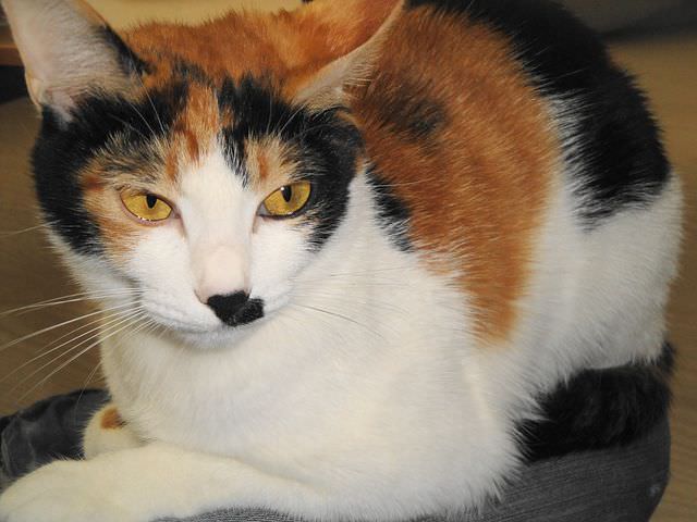 bellzi calico cat