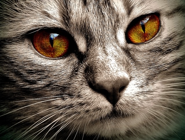 what-does-it-mean-when-cats-have-spots-in-their-eyes