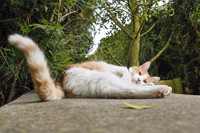 10 Reasons Why Calico Cats Are Awesome  iHeartCats.com