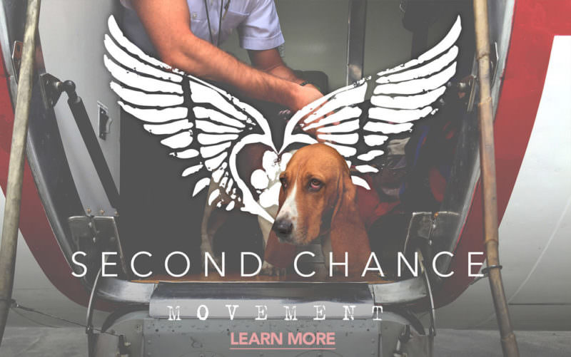 Second Chance Movement ™ – The Key To Giving Shelter Pets a Second Chance  At Life 