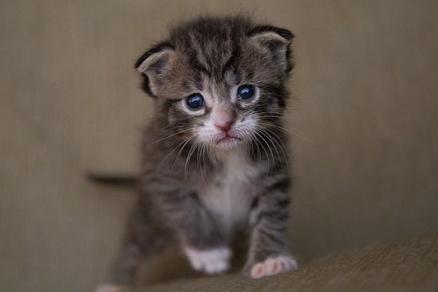 taking care of abandoned kittens