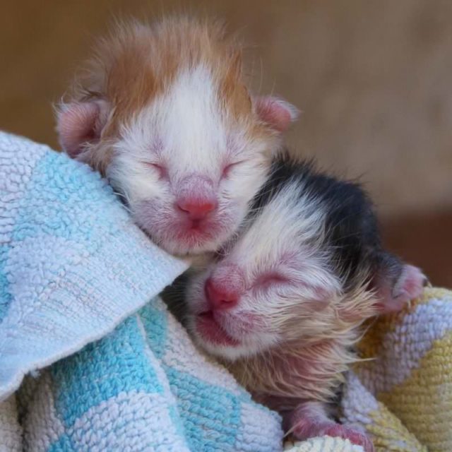 orphaned kittens