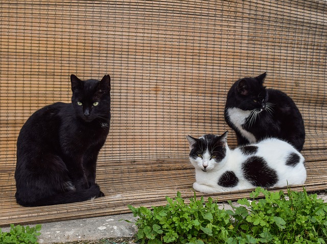 os gatos ficam sozinhos