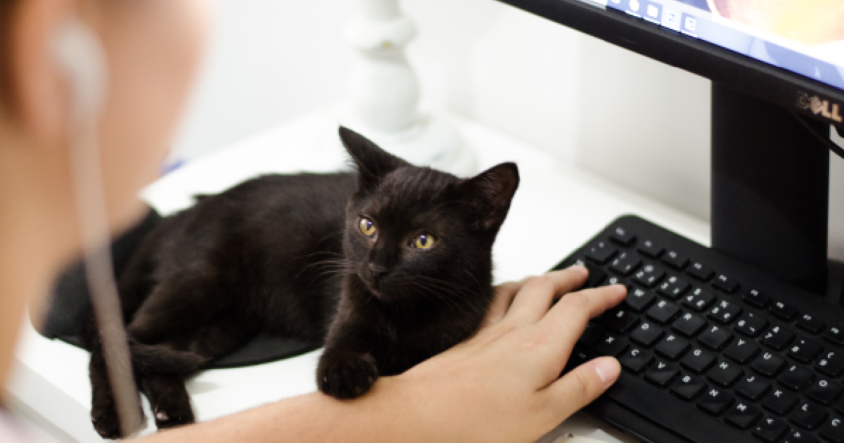 5 Signs Your Cat Is Lonely IHeartCats