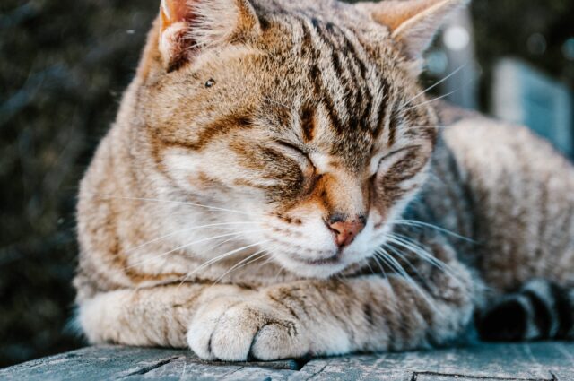 sinais de que o gato está sozinho