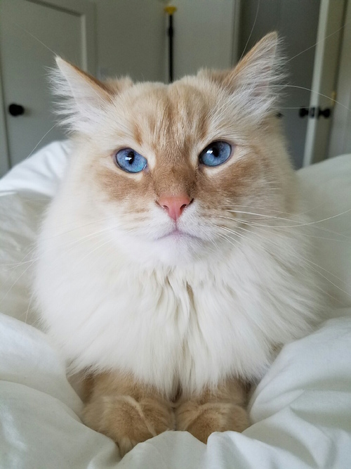 himalayan princess cat