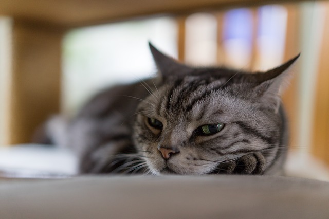 two cats curled up in an embrace - Two Cats - Pin