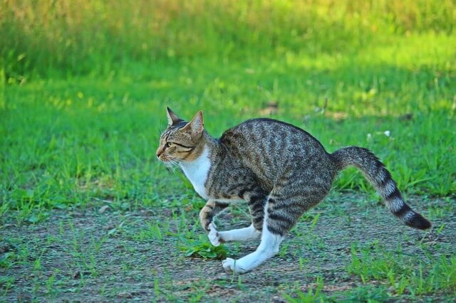 Why Does My Cat Get The Zoomies After Pooping