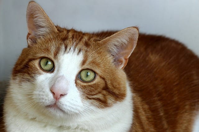 La investigación demuestra que los gatos tienen 5 tipos principales de personalidad
