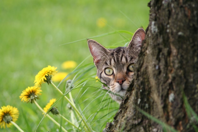 taming a semi feral cat