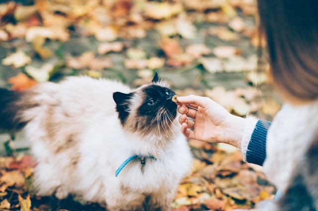 taming a semi feral cat