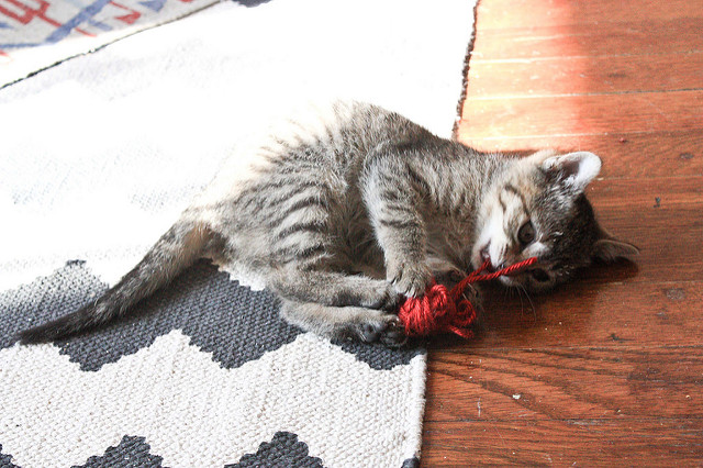 great cat toys