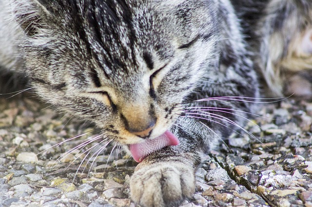 Looking To Reduce Shedding And Hairballs Try This