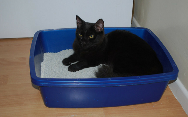 Is It Normal For Cats To Sleep In Their Litter Boxes