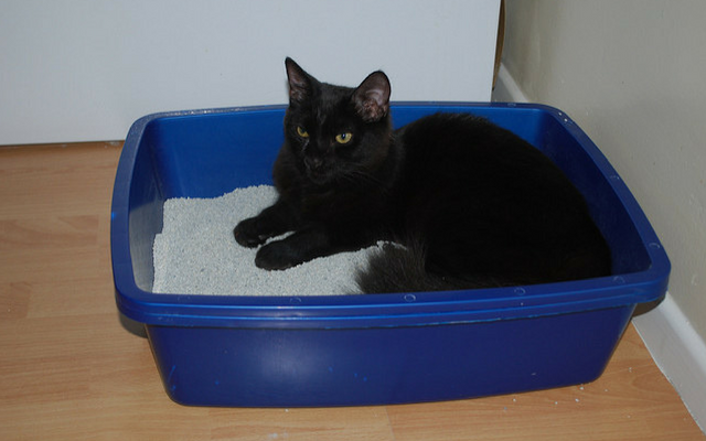 Why is my cat laying in the litter box