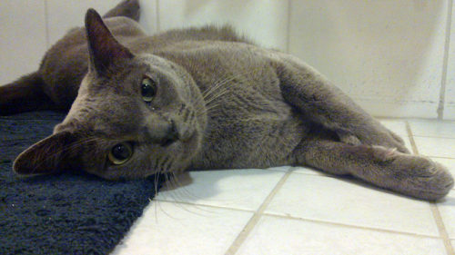 Scientists Explain Why Cats Love To Join Us In The Bathroom