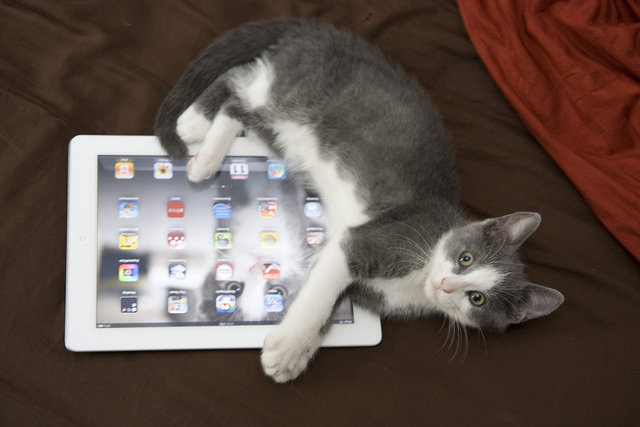 Why your cat needs an iPad