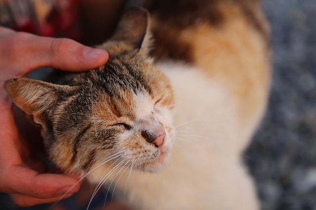 do cats love humans