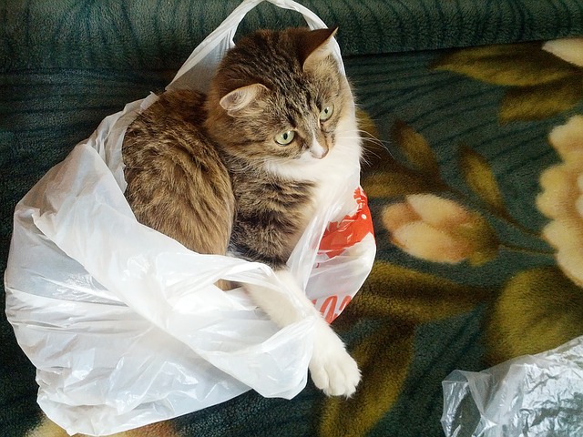 Why Are Some Cats Obsessed With Plastic Bags?