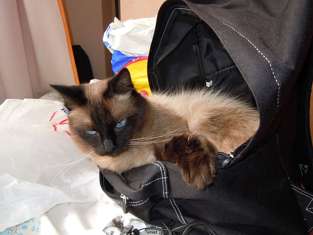 cat chewing on plastic bags