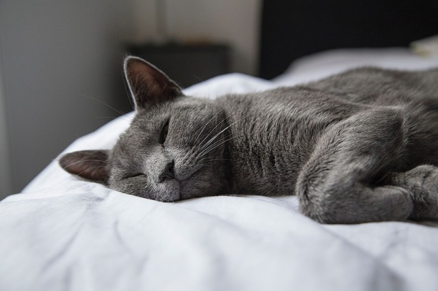 How Can I Persuade My Cat To Let Me Sleep All Night time?