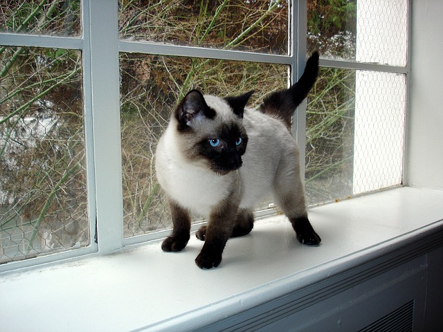 seal point siamese