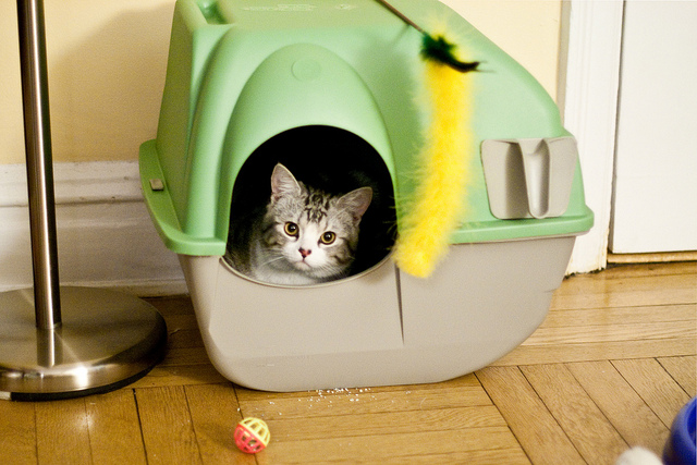 Kitten started pooping outside litter box best sale