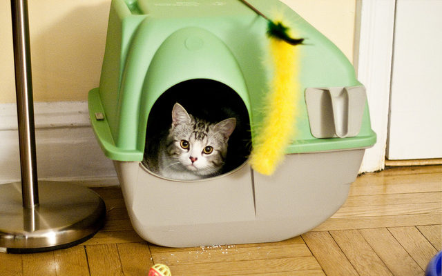 10 Reasons Cats Poop Outside Their Litter Box How To Resolve The