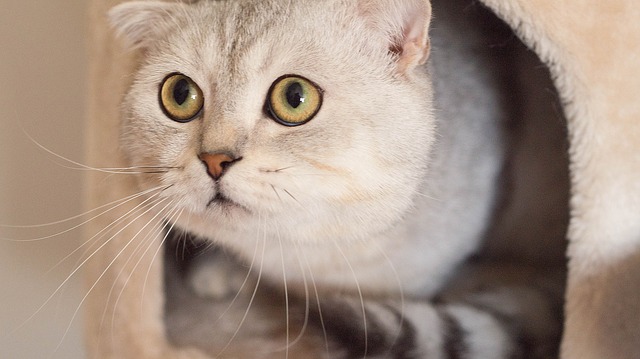 why did my cat poop next to the litter box