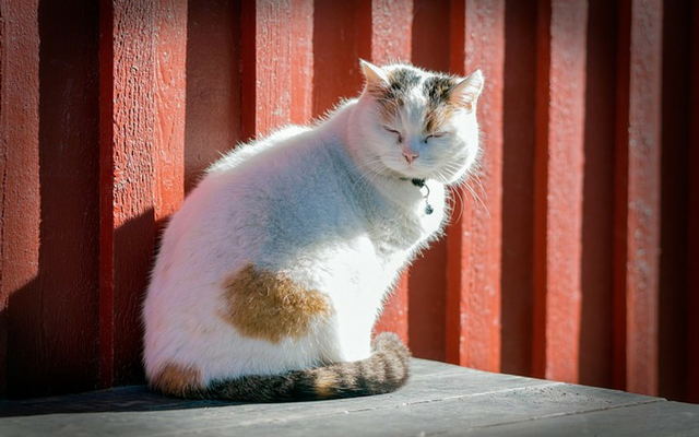 nervous cat tail