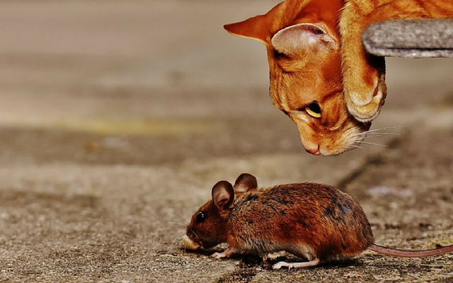 Do Cats Keep Mice Away? - Mice Hunters