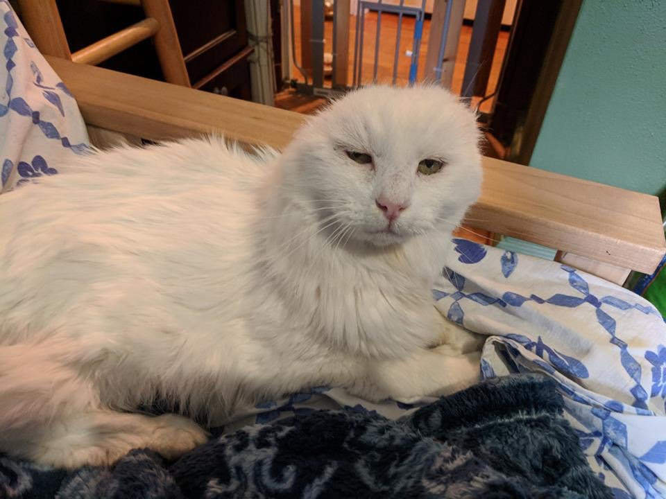 special needs cats for adoption near me