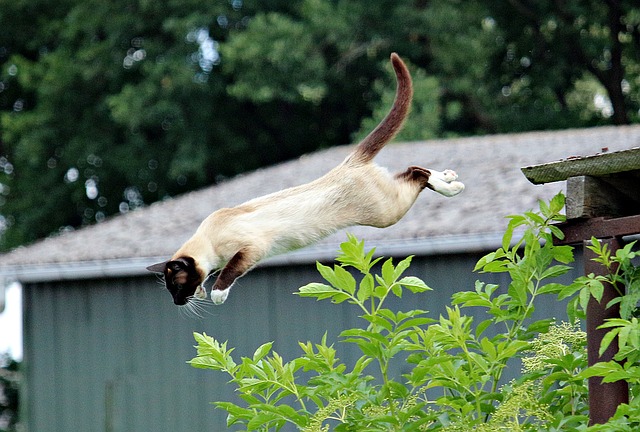 cats land on feet