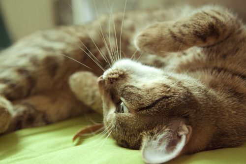 This Crucial Information About Your Cat's Kidneys May Save Her Life